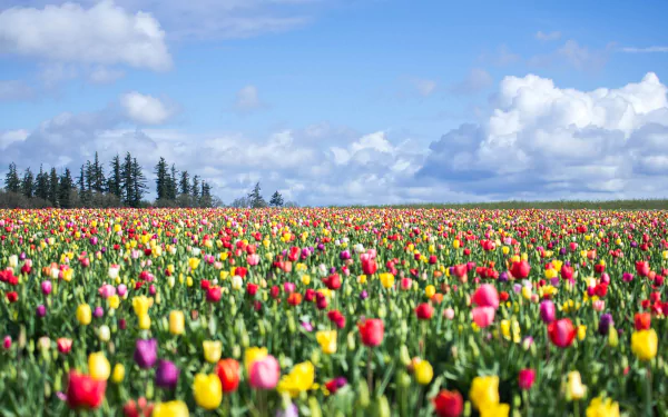 nature tulip HD Desktop Wallpaper | Background Image