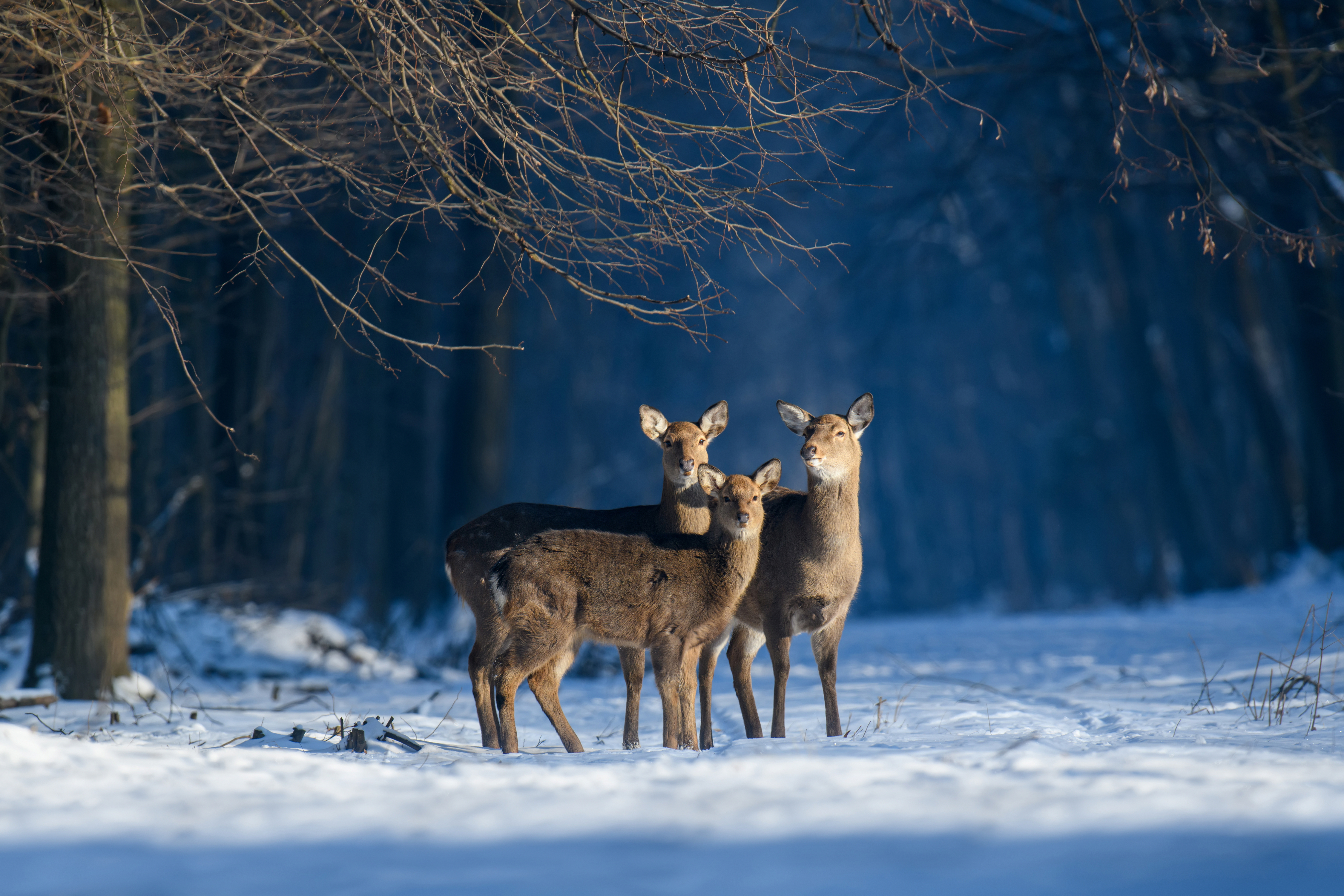 Animal Deer HD Wallpaper | Background Image