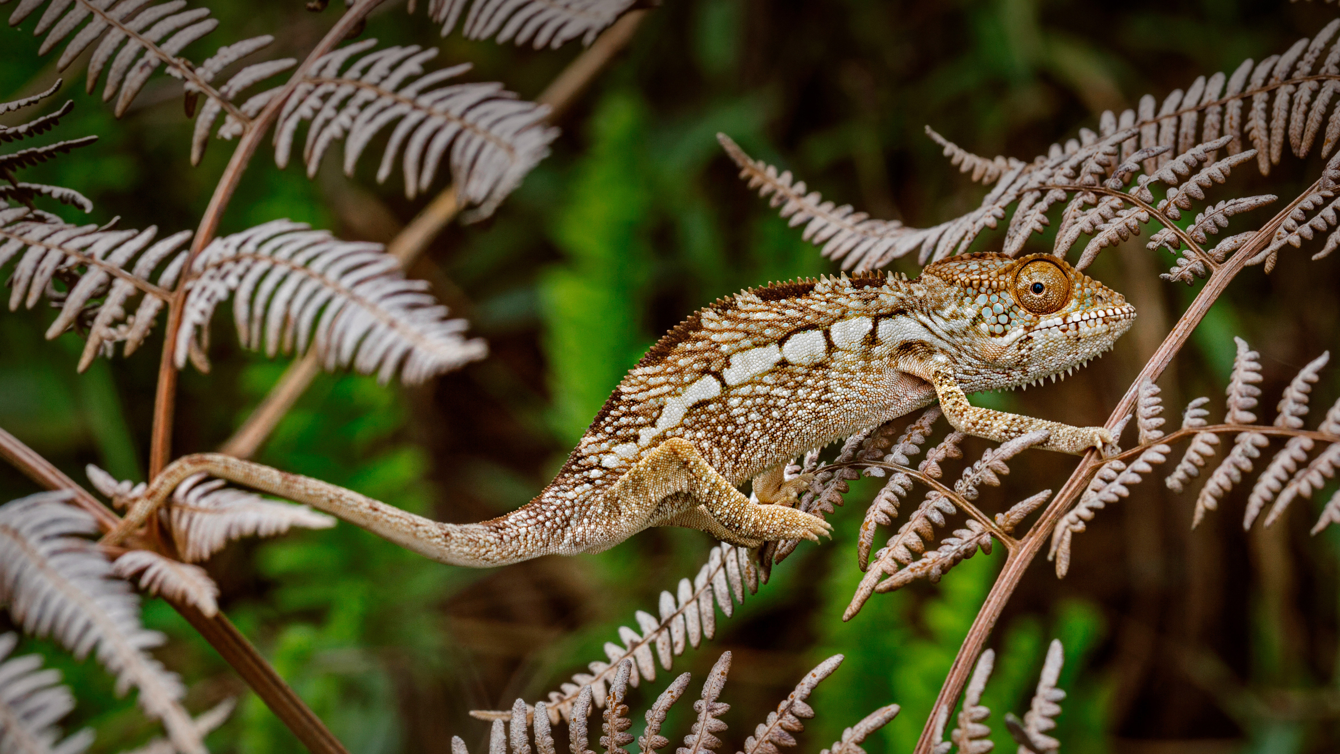 Panther Chameleon in Amber Mountain National Park, Madagascar by Christian Ziegler