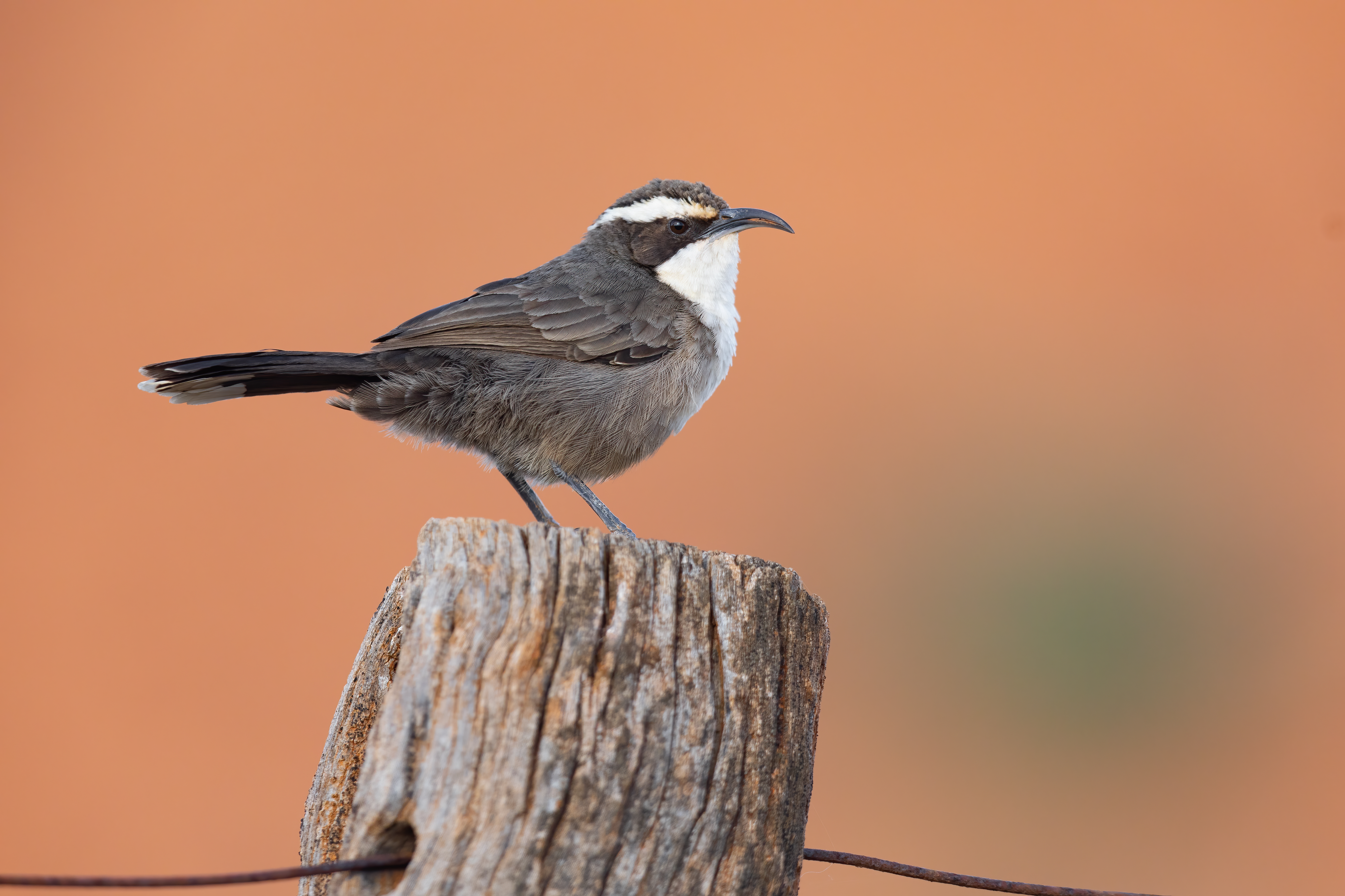 White-browed Babbler (Pomatostomus superciliosus). Mount Ive, Gawler Ranges, South Australi by JJ Harrison