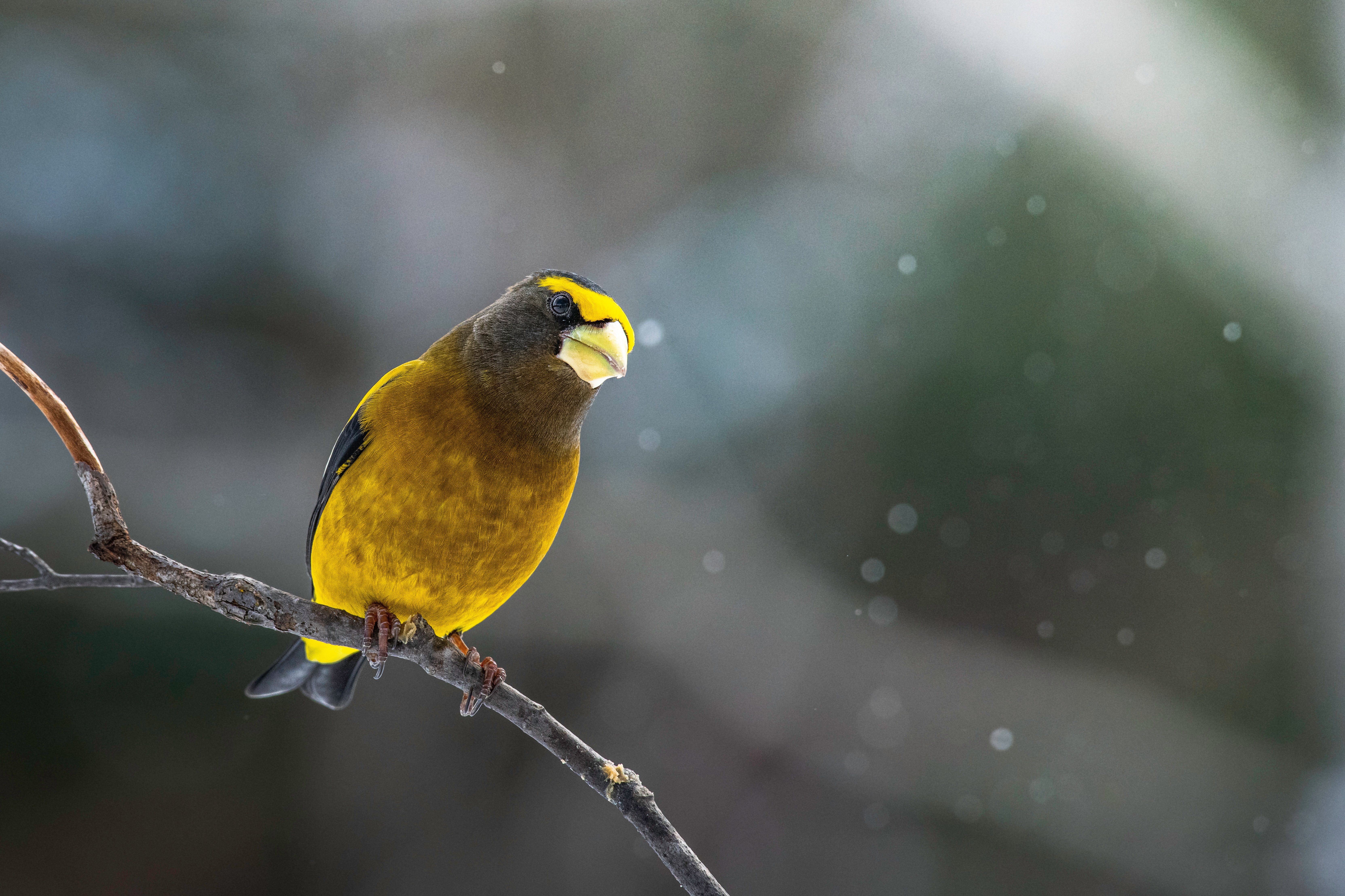 Animal Grosbeak HD Wallpaper | Background Image