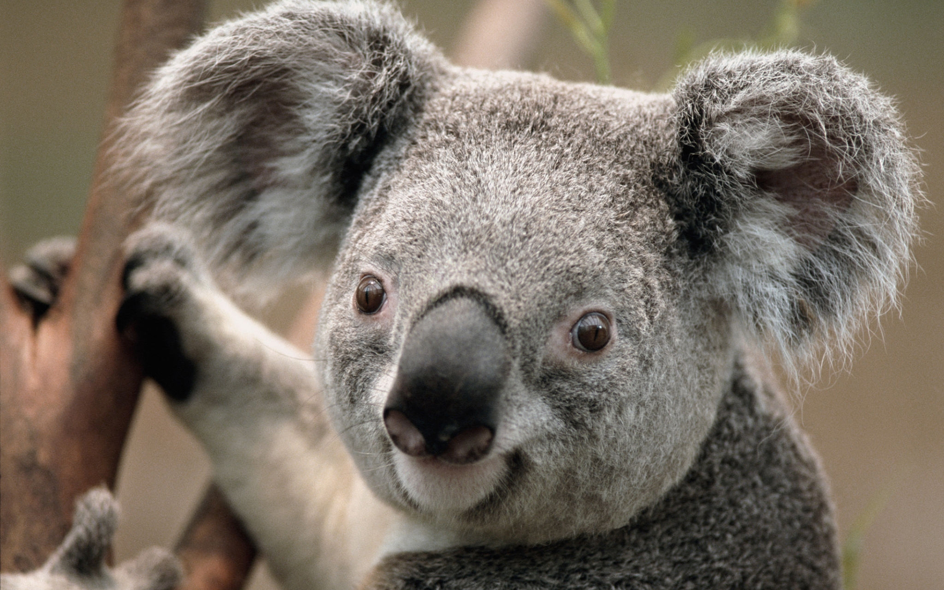 Koala Bear Wallpaper -- HD Wallpapers of Koala Bears!:Amazon.co.uk:Appstore  for Android