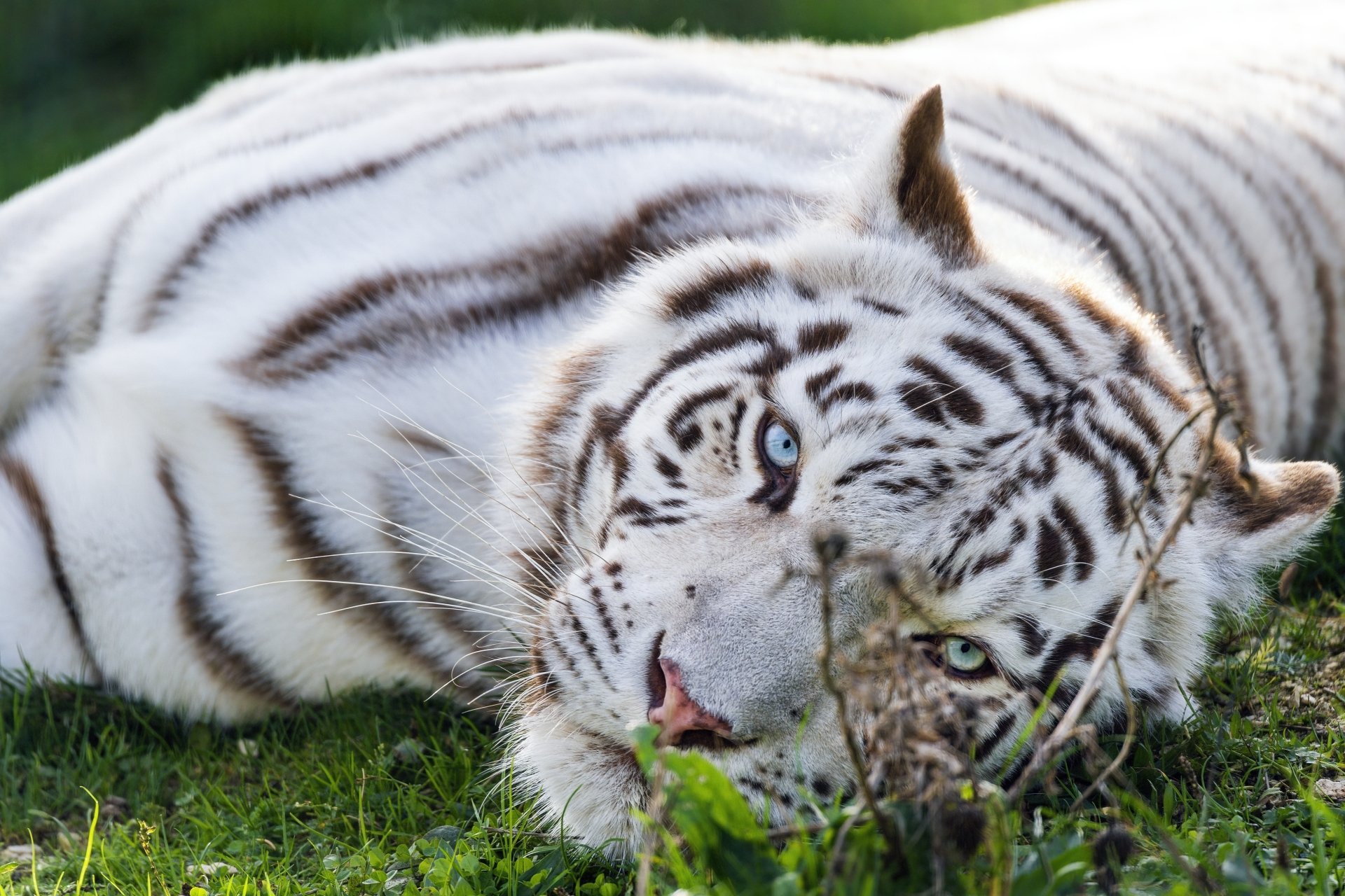 [40+] White Tiger 4k Wallpapers