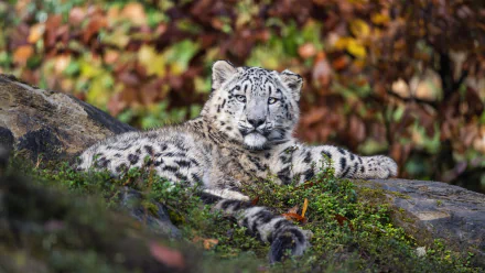 Animal snow leopard HD Desktop Wallpaper | Background Image