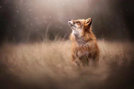 Animal fox HD Desktop Wallpaper | Background Image