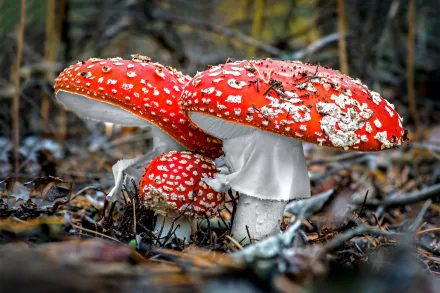 nature mushroom HD Desktop Wallpaper | Background Image