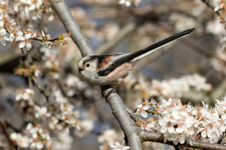 A long-tailed tit perched on a branch amidst white blossoms, captured in stunning 4K Ultra HD as a vibrant nature wallpaper and background.