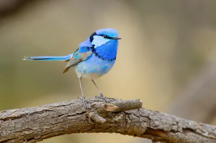 HD desktop wallpaper featuring a vibrant Splendid Fairywren perched on a branch, showcasing its striking blue feathers and delicate form in natural surroundings.