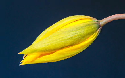  Tulipa sylvestris - Wild tulip or Woodland tulip by Dominicus Johannes Bergsma