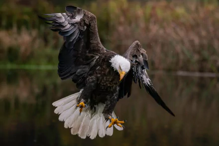 A bald eagle with wings spread wide is captured mid-flight over a blurred natural background in this sharp 4K Ultra HD desktop wallpaper.