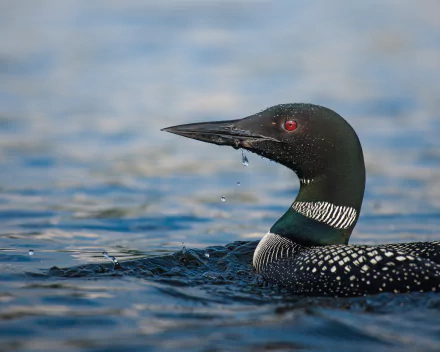 Common Loon Animal Loon HD Desktop Wallpaper | Background Image
