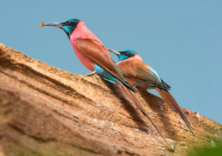 Northern Carmine Bee-eater Animal bee-eater HD Desktop Wallpaper | Background Image