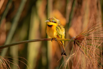 A vibrant Little Bee-eater perched on a plant stem, captured in sharp detail for a 4K Ultra HD PC desktop wallpaper featuring this colorful animal.