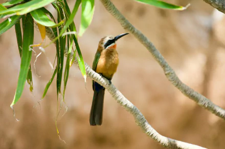 White-fronted Bee-eater Animal bee-eater HD Desktop Wallpaper | Background Image
