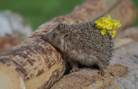 Animal hedgehog HD Desktop Wallpaper | Background Image