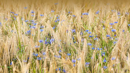 4K Ultra HD desktop wallpaper showing a natural field of golden wheat interspersed with vibrant blue cornflowers under soft daylight.