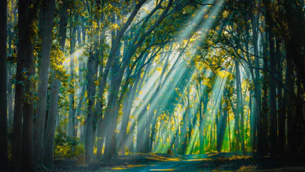  Backlight sunrays at Jim Corbett National Park, Uttarakhand, India by Swapan Banik