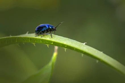 Animal beetle HD Desktop Wallpaper | Background Image