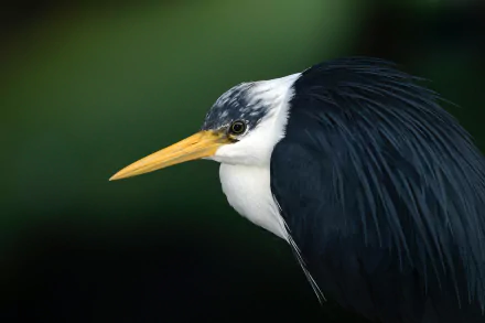 Pied Heron Animal heron HD Desktop Wallpaper | Background Image