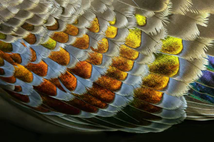  Macro photo of a wing of a Bronzewing Pigeon. by David Clode