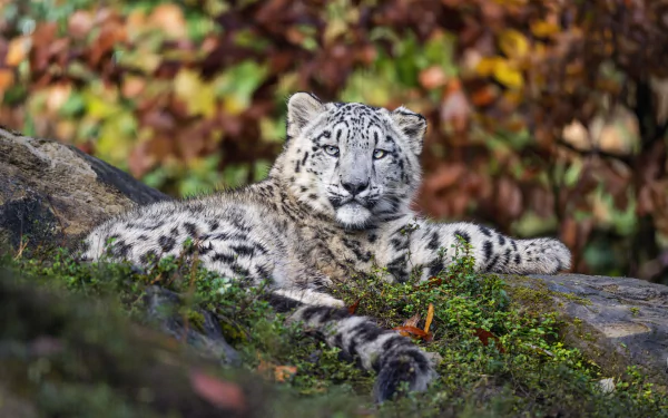 Animal snow leopard HD Desktop Wallpaper | Background Image