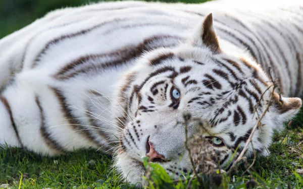 Animal white tiger HD Desktop Wallpaper | Background Image