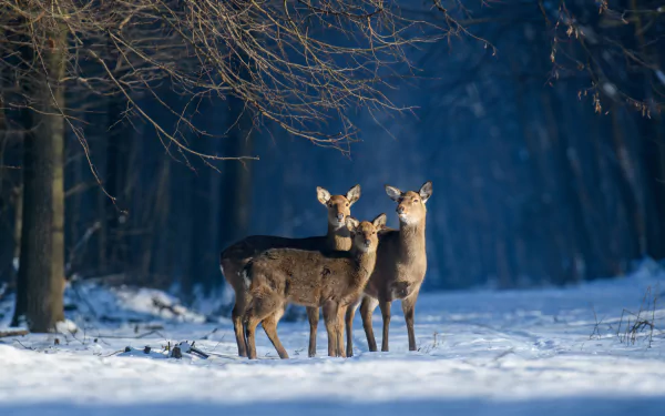 Animal deer HD Desktop Wallpaper | Background Image