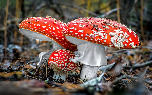 Vibrant red mushroom in a lush forest setting, perfect for HD desktop wallpaper.