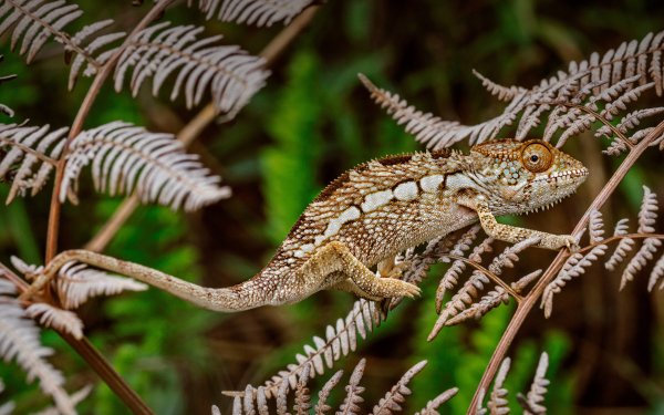 Animal Chameleon Reptiles Panther chameleon HD Wallpaper | Background Image