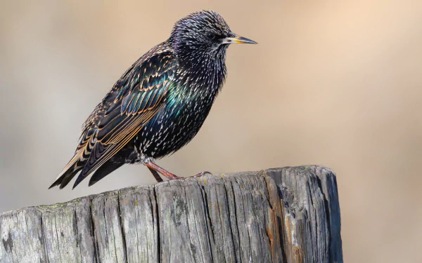  European starling (Sturnus vulgaris) at Bodega Head, Sonoma County, California USA by Frank Schulenburg