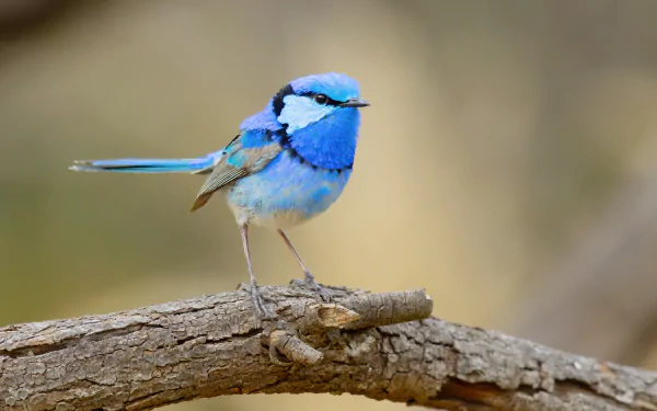  Splendid fairywren, Cargelligo State Forest, New South Wales, Australia by JJ Harrison