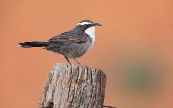  White-browed Babbler (Pomatostomus superciliosus). Mount Ive, Gawler Ranges, South Australi by JJ Harrison