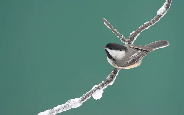  Black-capped Chickadee -- Algonquin Provincial Park, Canada by Mdf