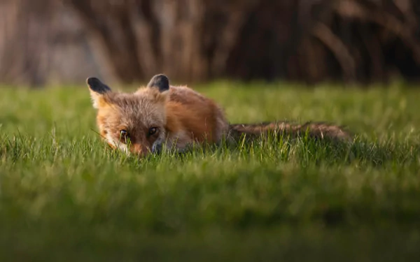 red fox Animal fox HD Desktop Wallpaper | Background Image