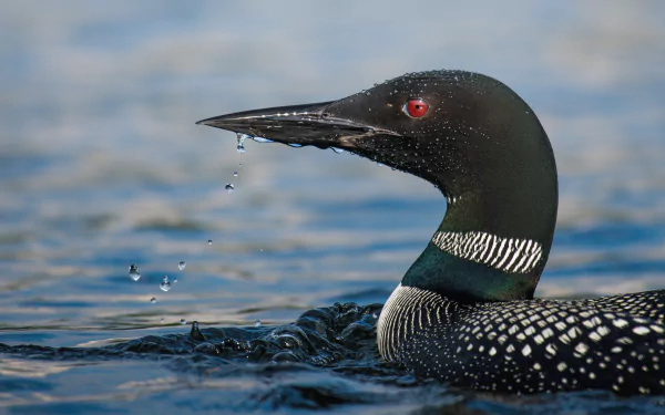 Common Loon Animal Loon HD Desktop Wallpaper | Background Image