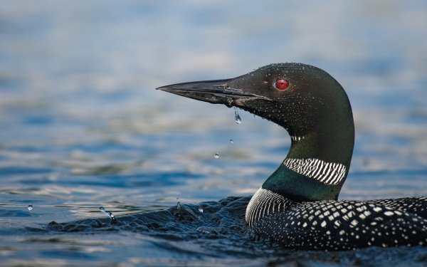 Animal Loon Common Loon HD Wallpaper | Background Image