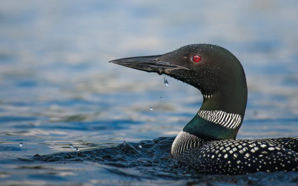 Common Loon Animal Loon HD Desktop Wallpaper | Background Image