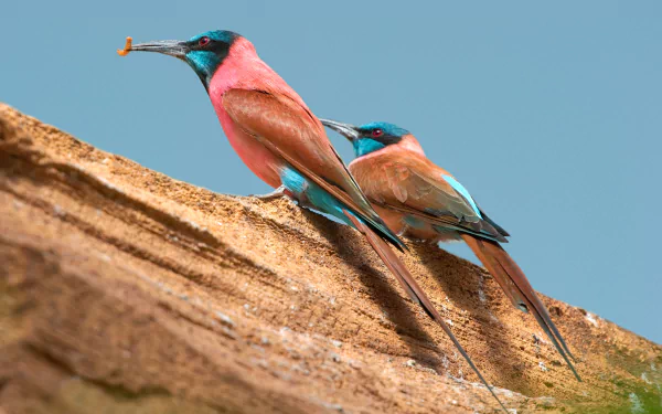 Northern Carmine Bee-eater Animal bee-eater HD Desktop Wallpaper | Background Image
