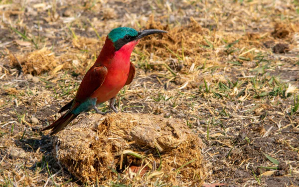 Southern Carmine Bee-eater Animal bee-eater HD Desktop Wallpaper | Background Image