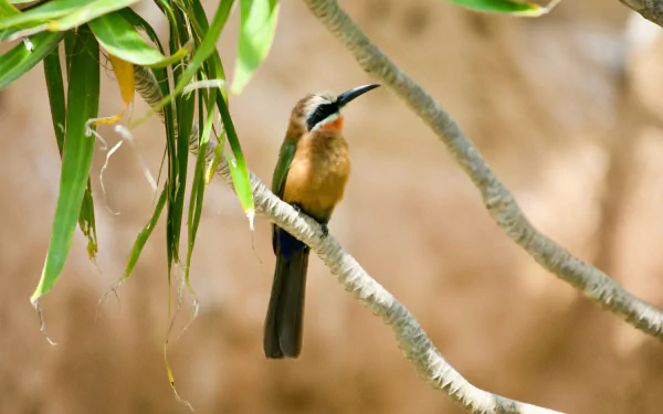 White-fronted Bee-eater Animal bee-eater HD Desktop Wallpaper | Background Image