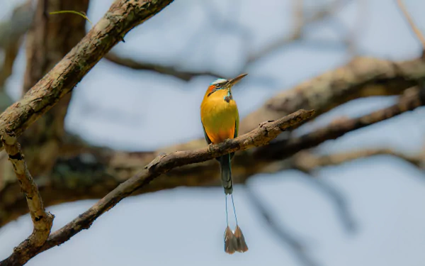 Turquoise-browed Motmot Animal Motmot HD Desktop Wallpaper | Background Image