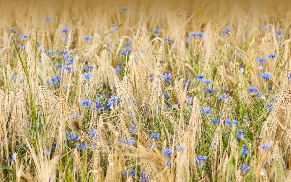 4K Ultra HD desktop wallpaper showing a natural field of golden wheat interspersed with vibrant blue cornflowers under soft daylight.
