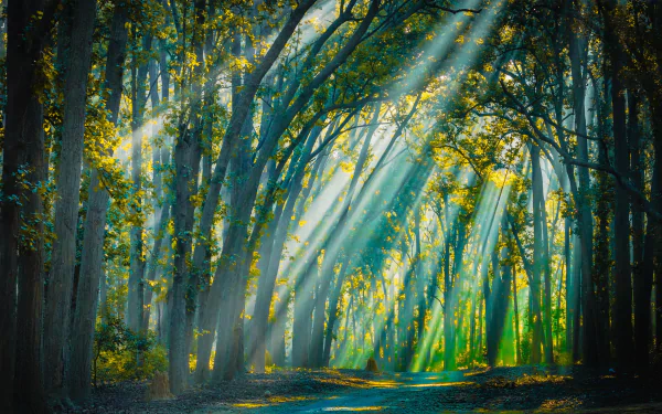  Backlight sunrays at Jim Corbett National Park, Uttarakhand, India by Swapan Banik
