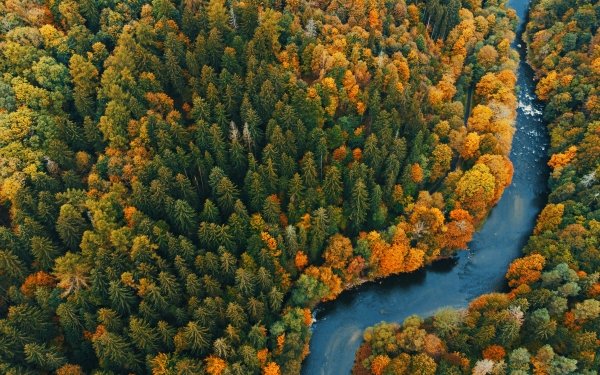 Nature Forest Aerial HD Wallpaper | Background Image