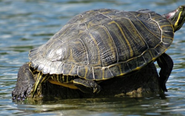Animal Turtle Turtles HD Wallpaper | Background Image