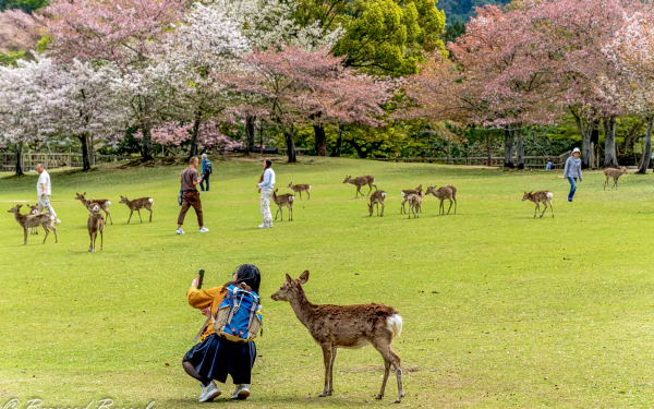 man made Japan HD Desktop Wallpaper | Background Image