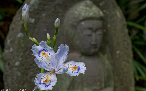 man made Japan HD Desktop Wallpaper | Background Image