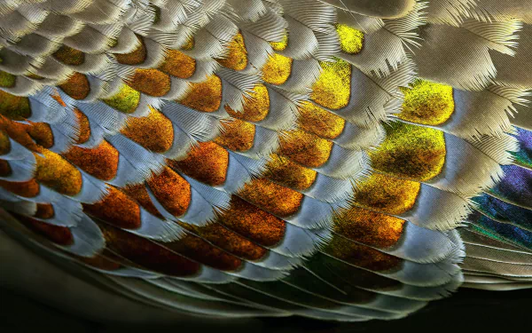 Elegant feather close-up, perfect for HD desktop wallpaper.