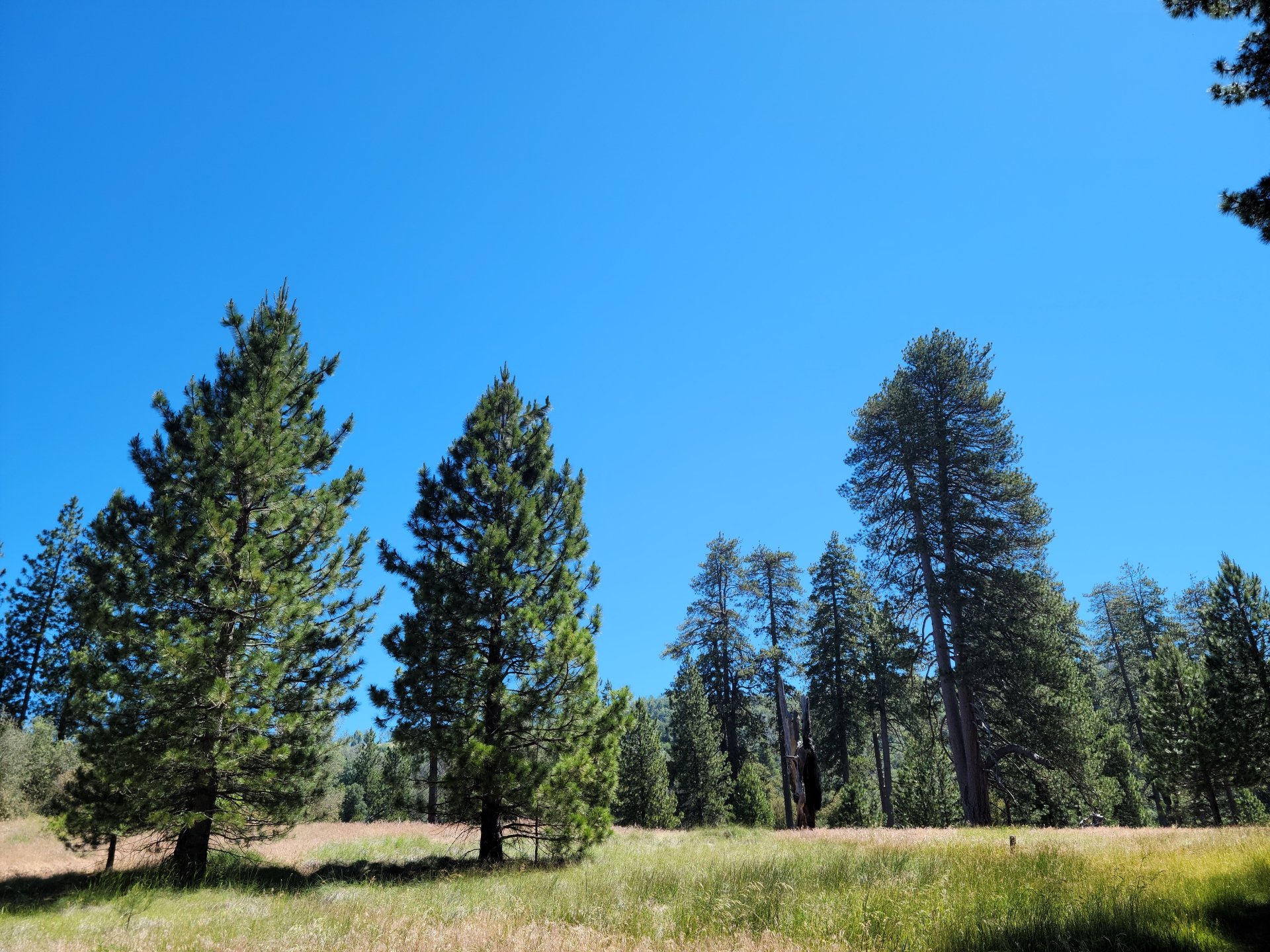 Palomar Mountain Hiking Trip in July - Doane Valley by Dr-Pen
