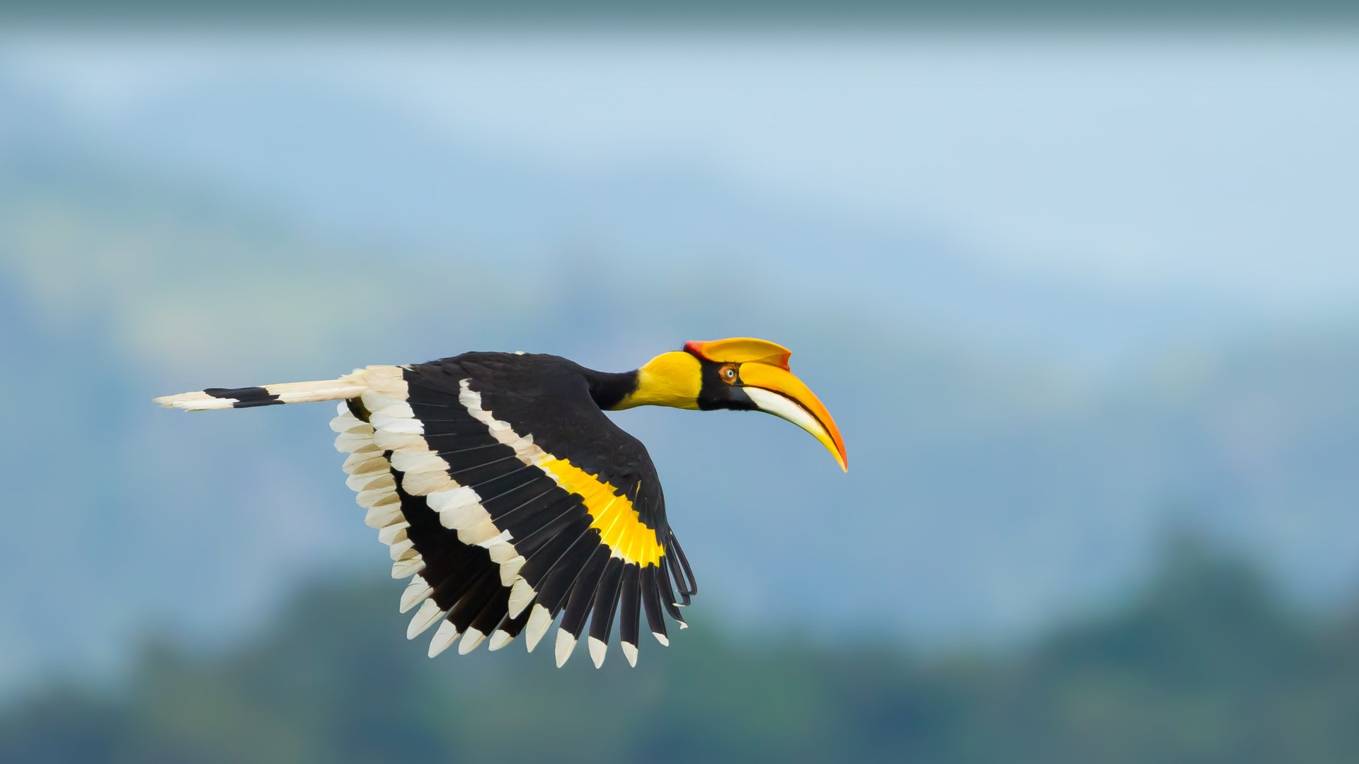 download-great-hornbill-animal-hornbill-4k-ultra-hd-wallpaper